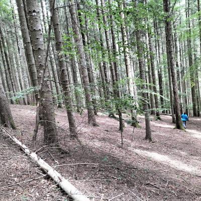 Vallombrosa005